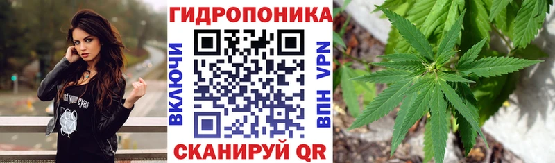 Каннабис конопля Северск